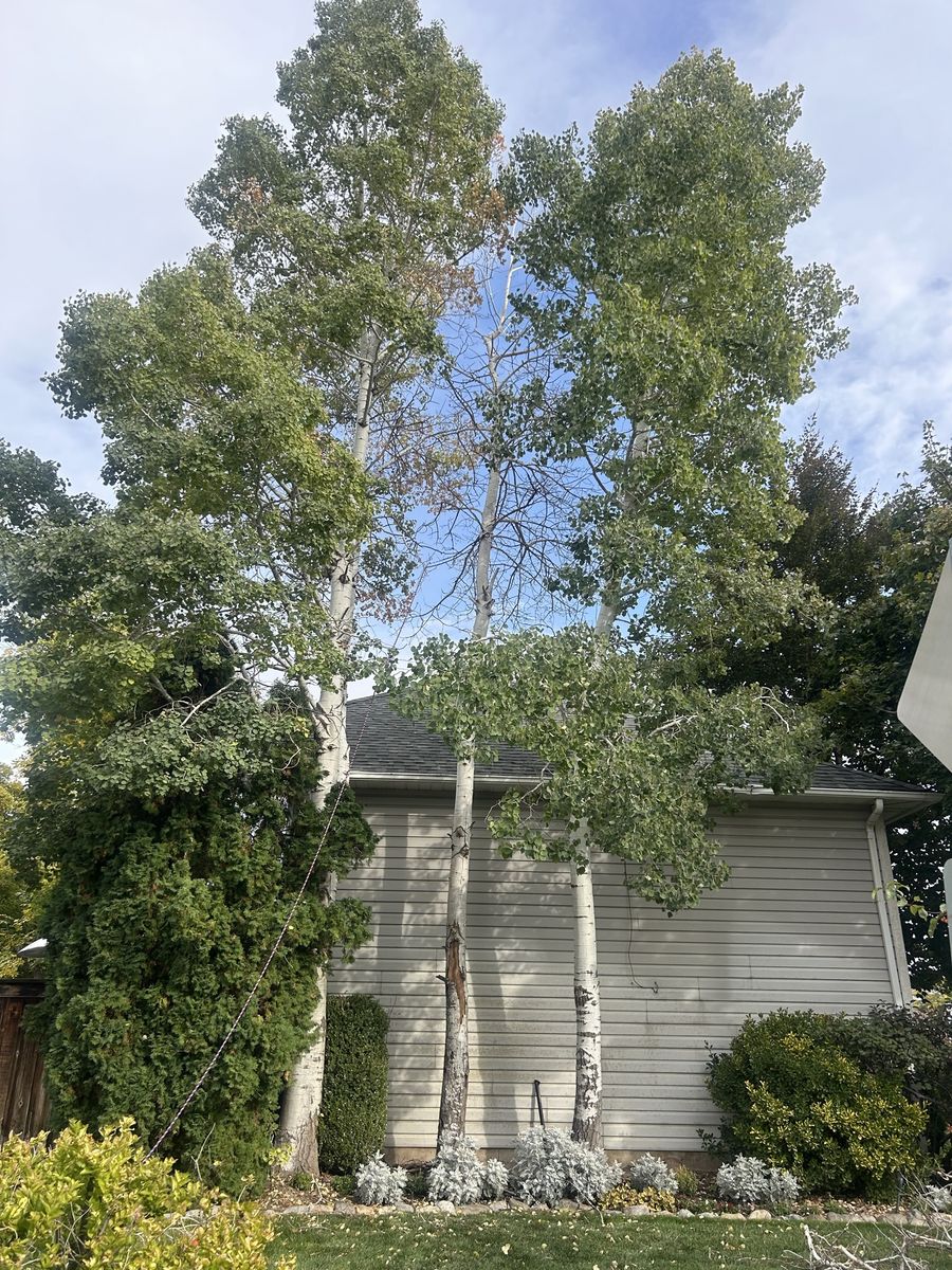 Main image 15