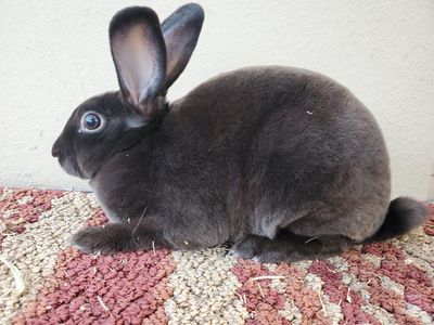 SABLE Purebred Mini Rex Buck Pedigreed Kit