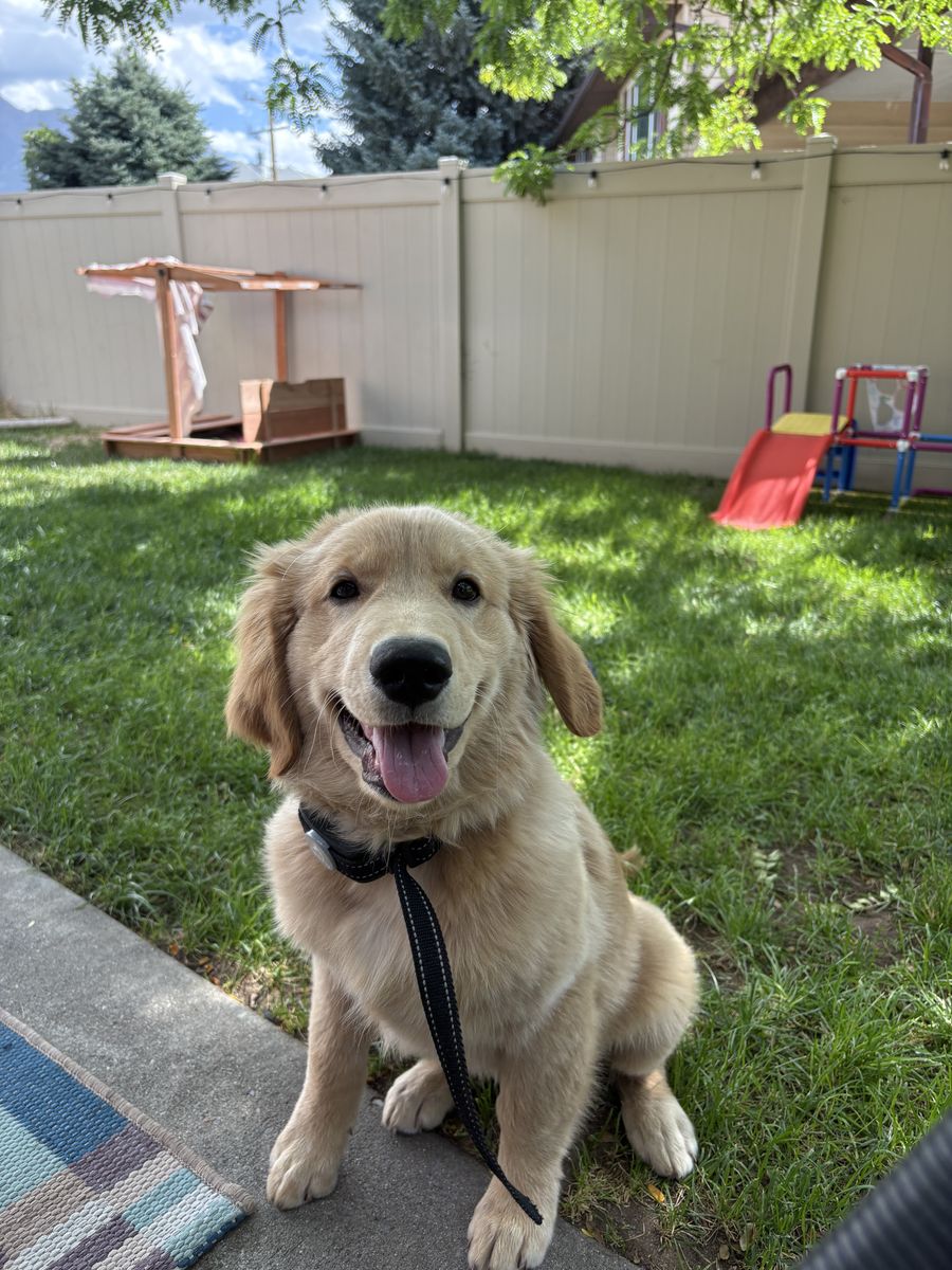 4 month old golden retriever