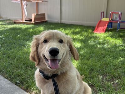 4 month old golden retriever