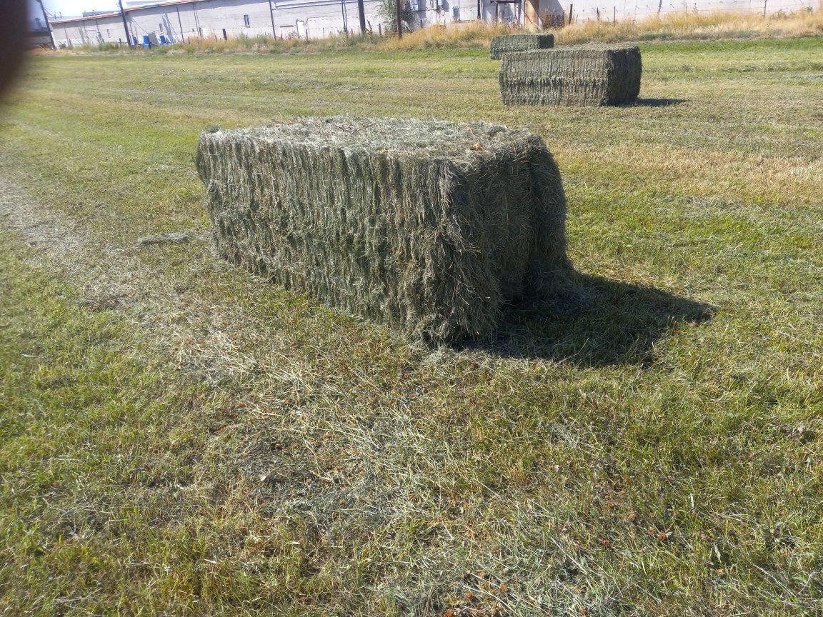 second cutting grass plus red clover