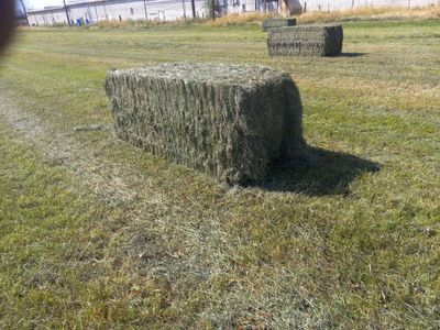 second cutting grass plus red clover
