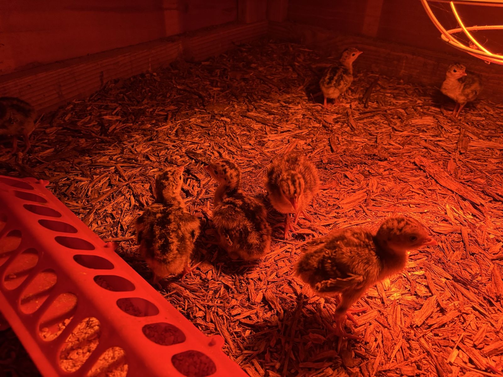 Narragansett Turkey Poults