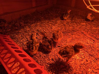 Narragansett Turkey Poults