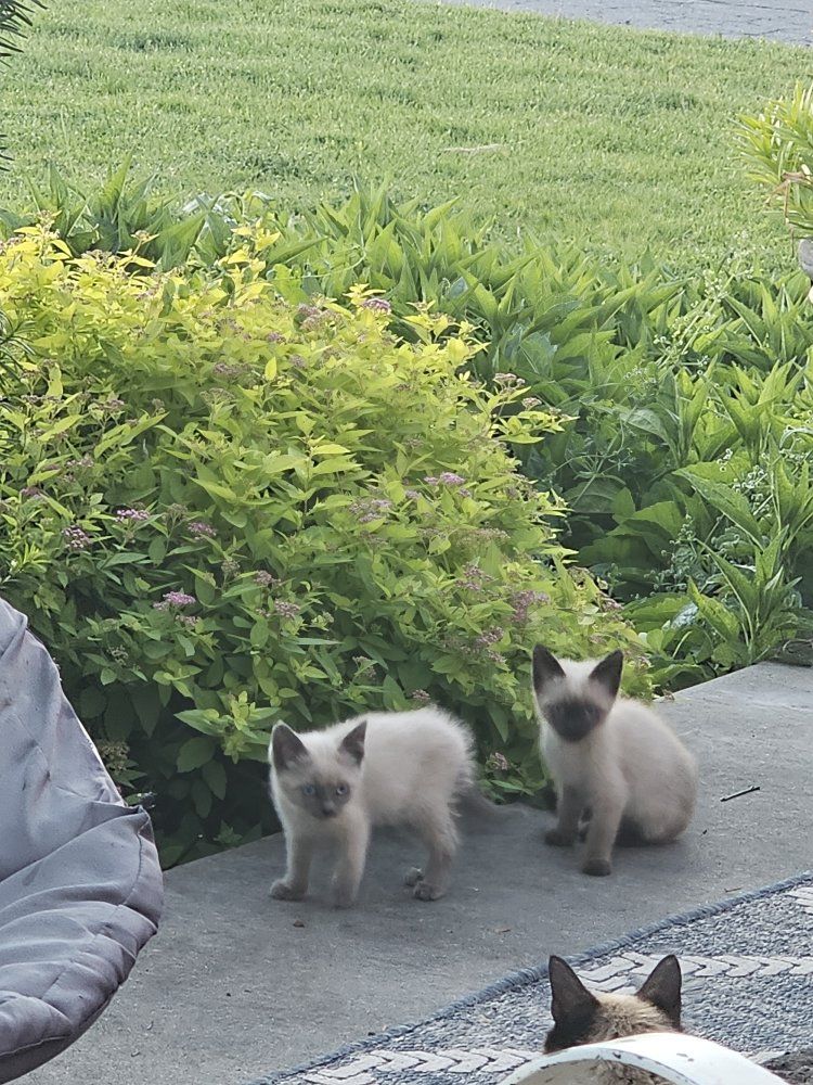 Adorable Kittens Seeking Forever Homes - Multiple Colors Available