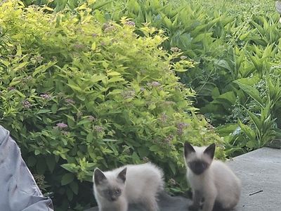Adorable Kittens Seeking Forever Homes - Multiple Colors Available
