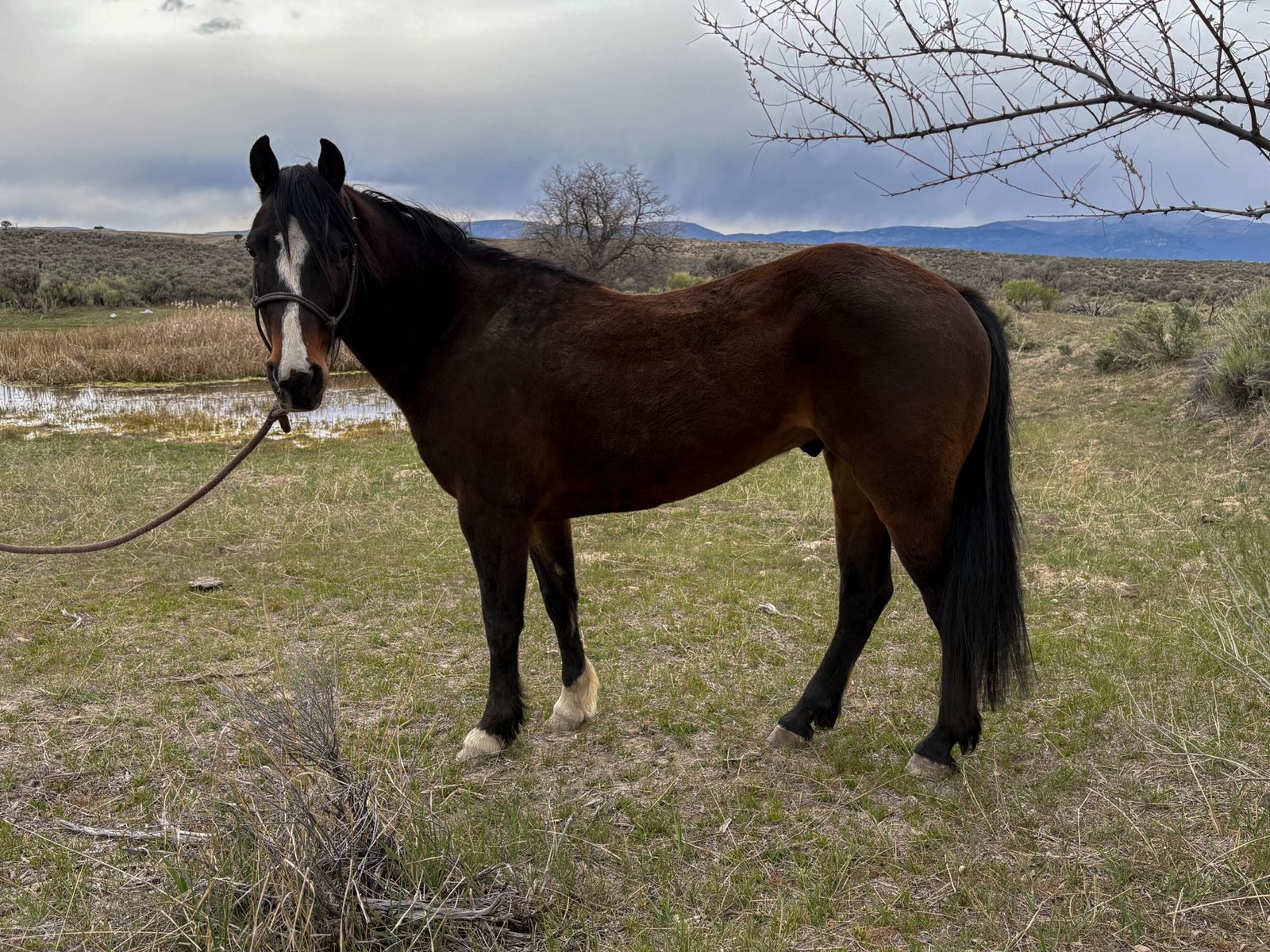 6 year old kid pony gelding