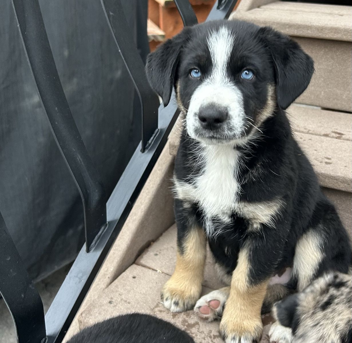 Puppy- Mini Aussie And Husky Mix