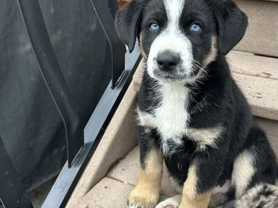 Puppy- Mini Aussie And Husky Mix