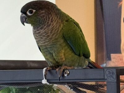 Conure