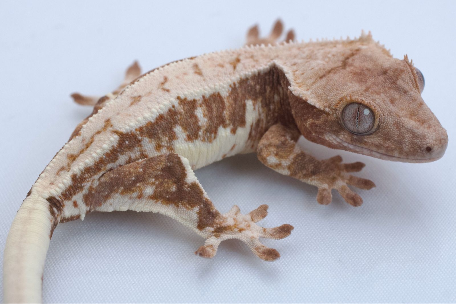 Young Crested Gecko