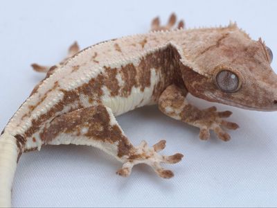 Young Crested Gecko