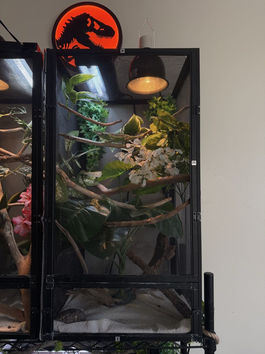 Jackson’s chameleon and set up