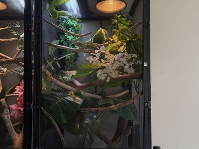 Jackson’s chameleon and set up
