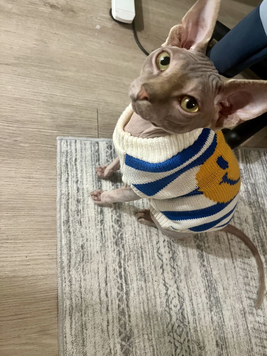 Velvet Blue Sphynx Stud