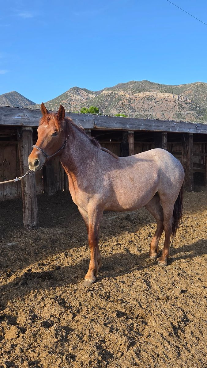 Yearly 1/2 Draft roan filly
