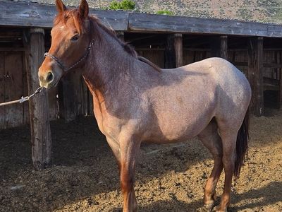 Yearly 1/2 Draft roan filly