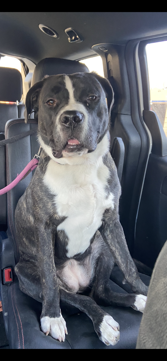 Rehoming St Bernard Mix & Pitt