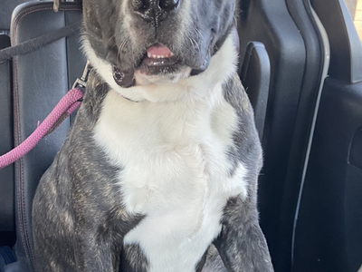 Rehoming St Bernard Mix & Pitt