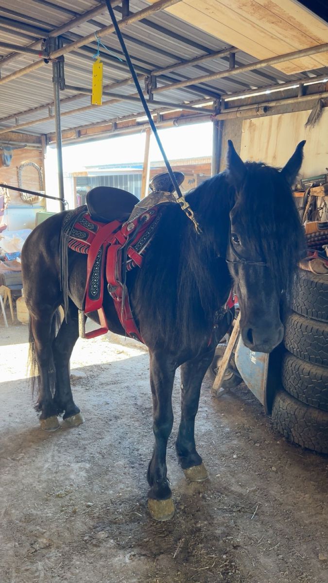 Black Horse with Red and Black Saddle, Well-Groomed Mane and Tail