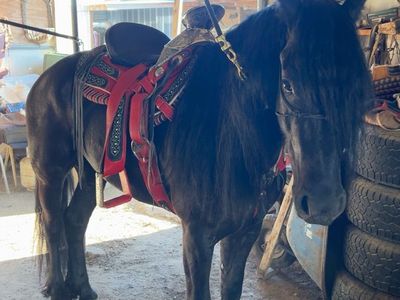 Black Horse with Red and Black Saddle, Well-Groomed Mane and Tail