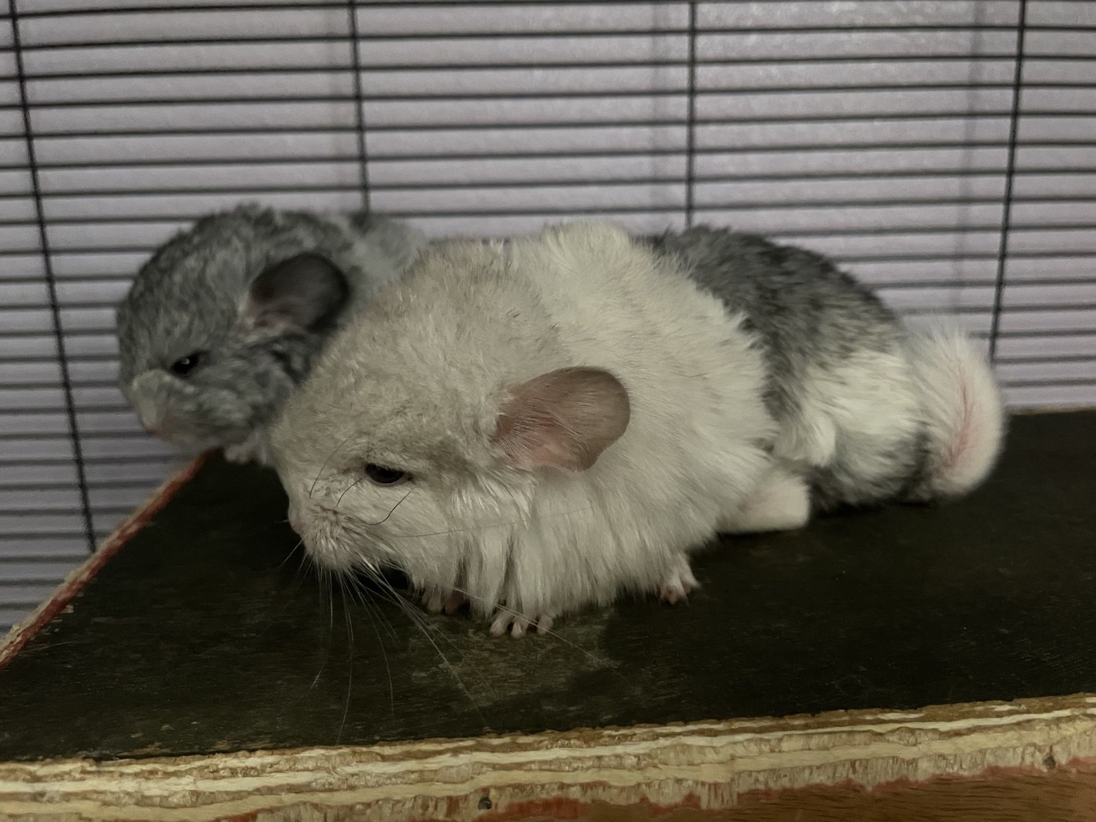 Baby Mosaic Chinchillas
