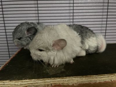 Baby Mosaic Chinchillas