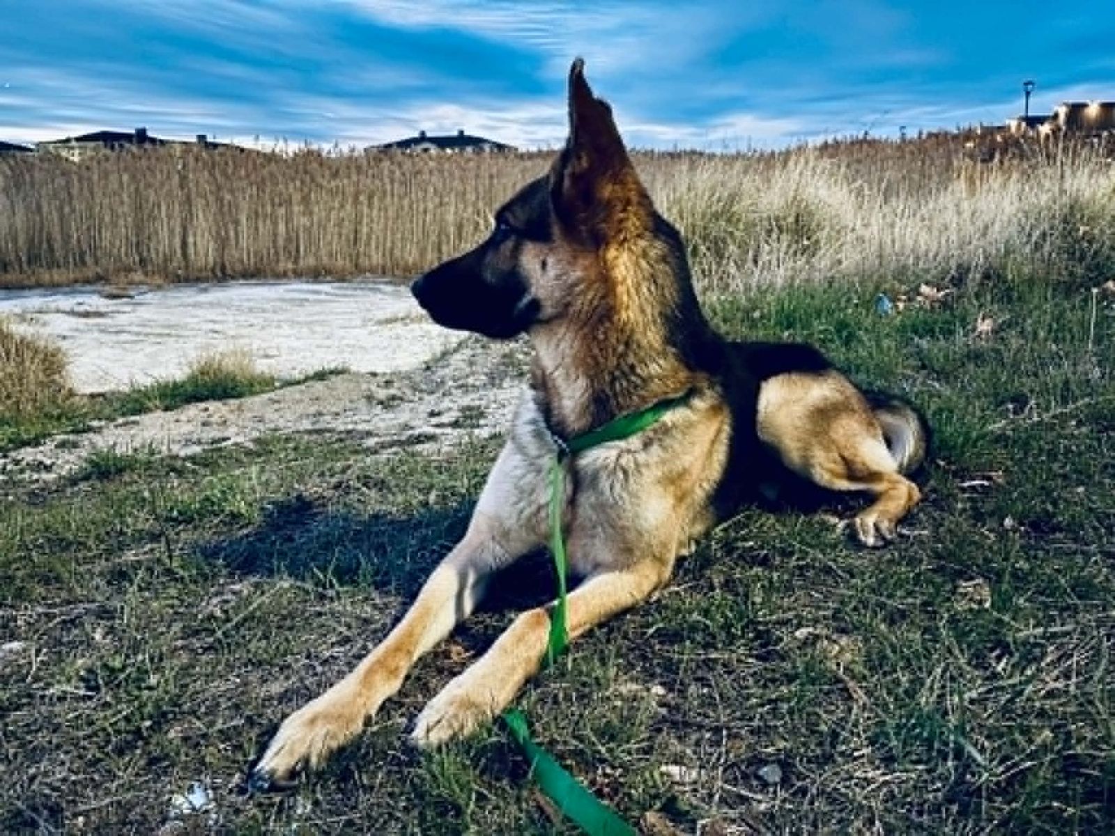 German Shepherd