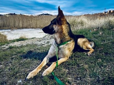 German Shepherd