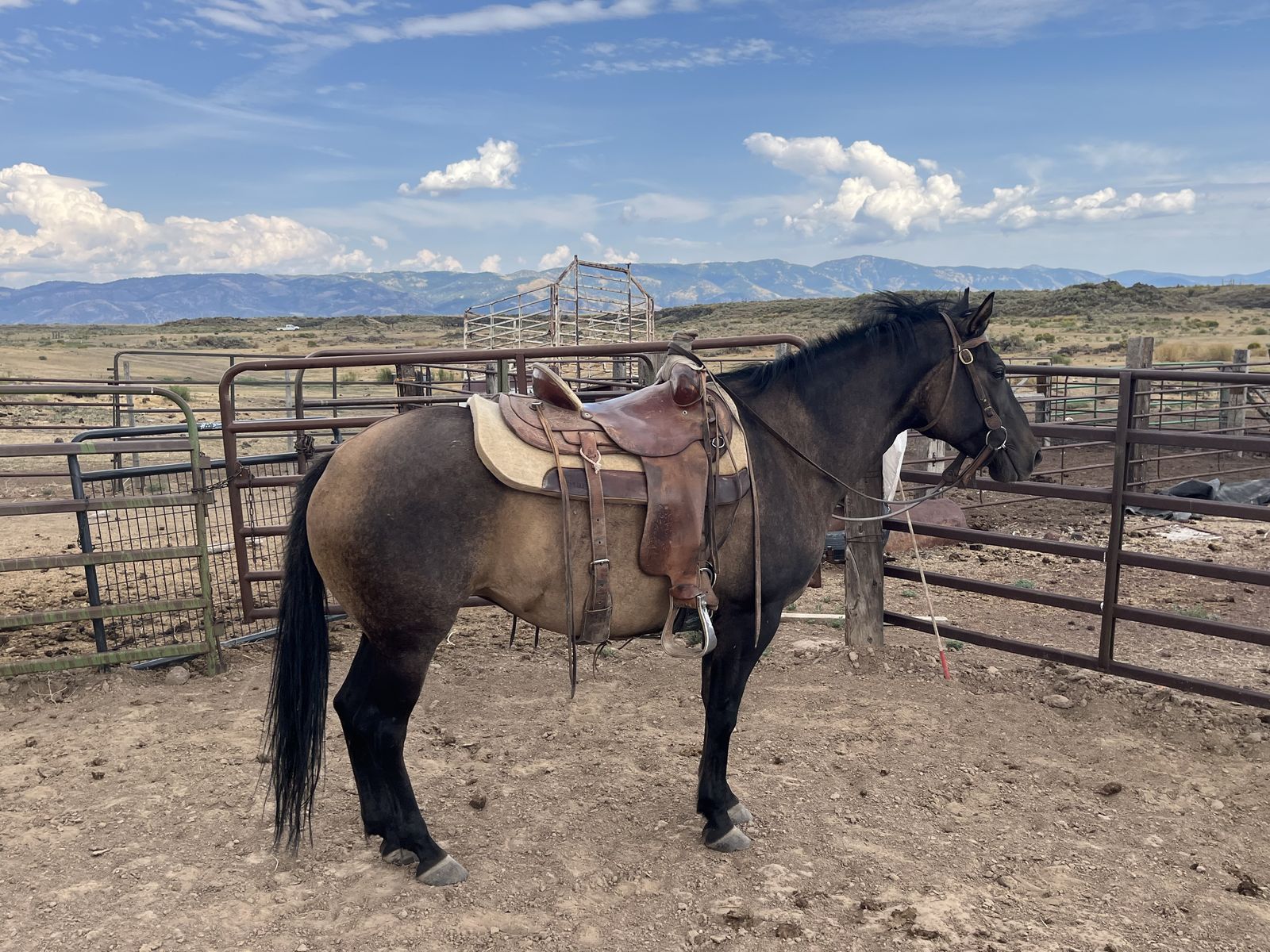5yr old mare