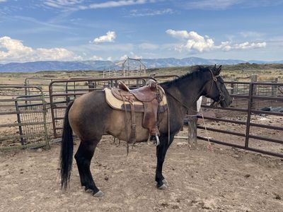 5yr old mare