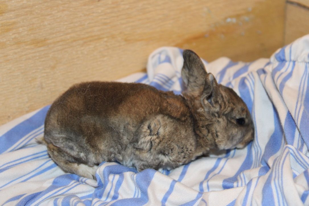 Meet Smudge! Reserve your Easter Bunny