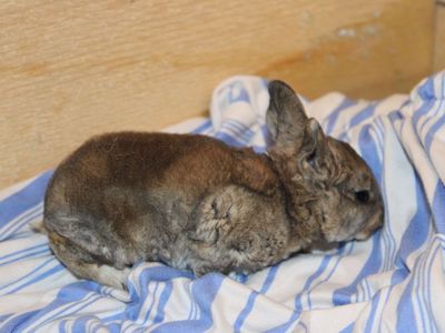 Meet Smudge! Reserve your Easter Bunny