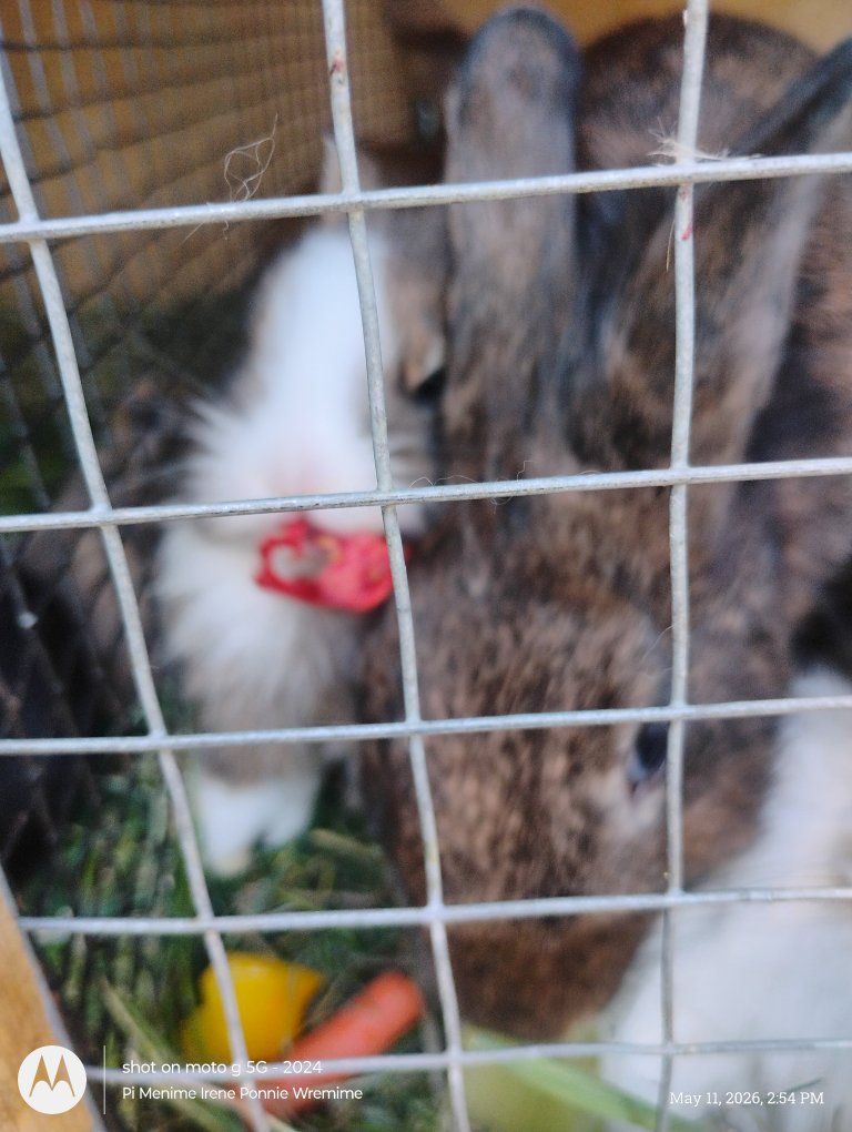baby buns for sale