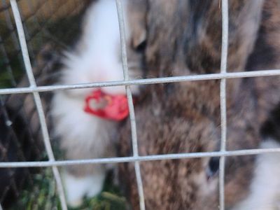 baby buns for sale