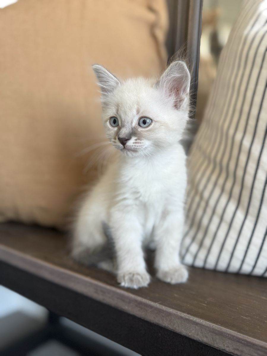 White and grey long haired vaccinated kittens 