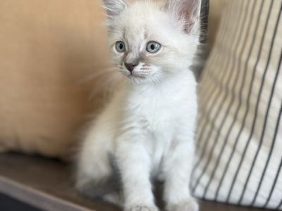 White and grey long haired vaccinated kittens