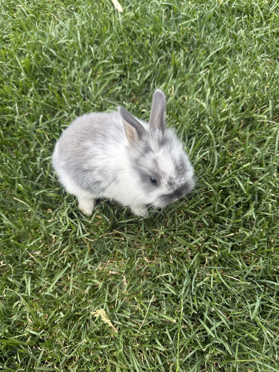 Main image 5