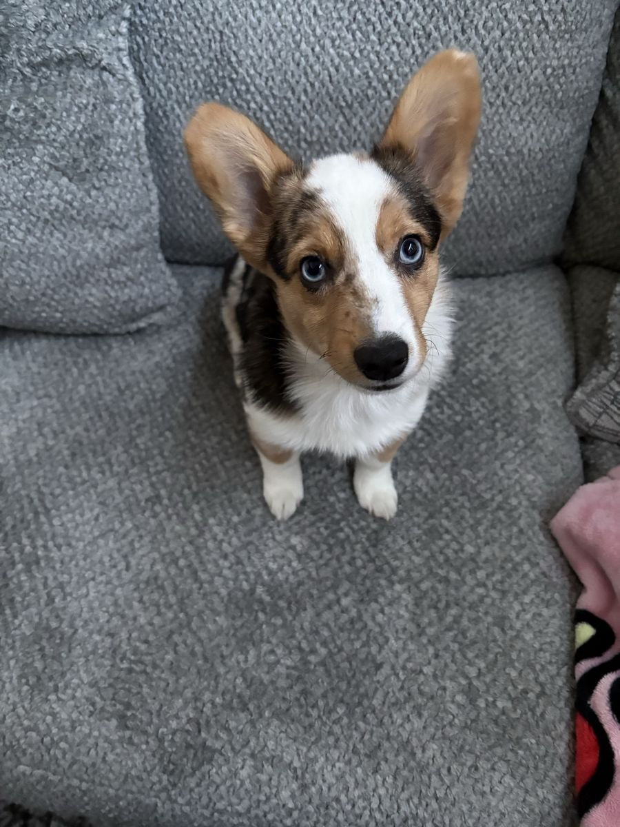 5 Month Female Cowboy Corgi Mix Puppy With Accessories