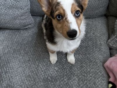 5 Month Female Cowboy Corgi Mix Puppy With Accessories