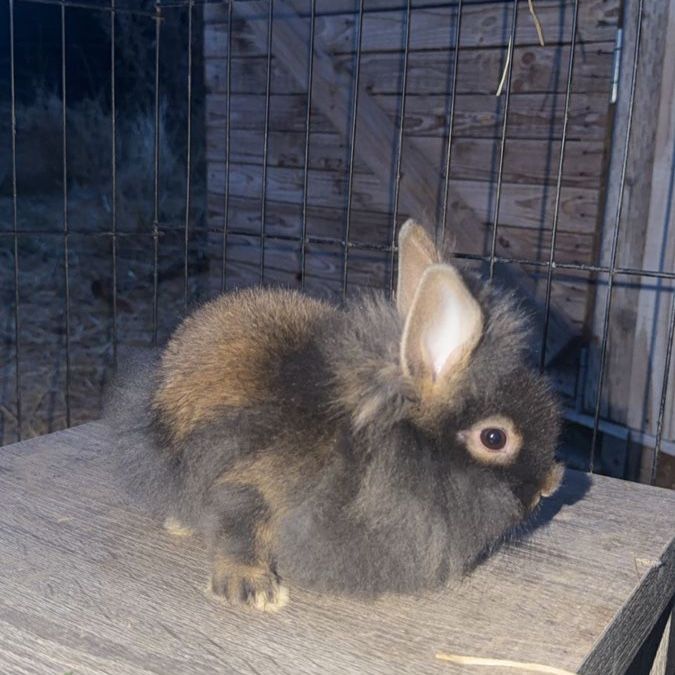 Baby Bunny