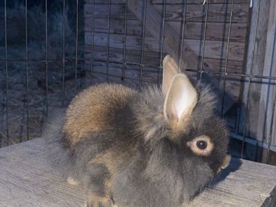 Baby Bunny