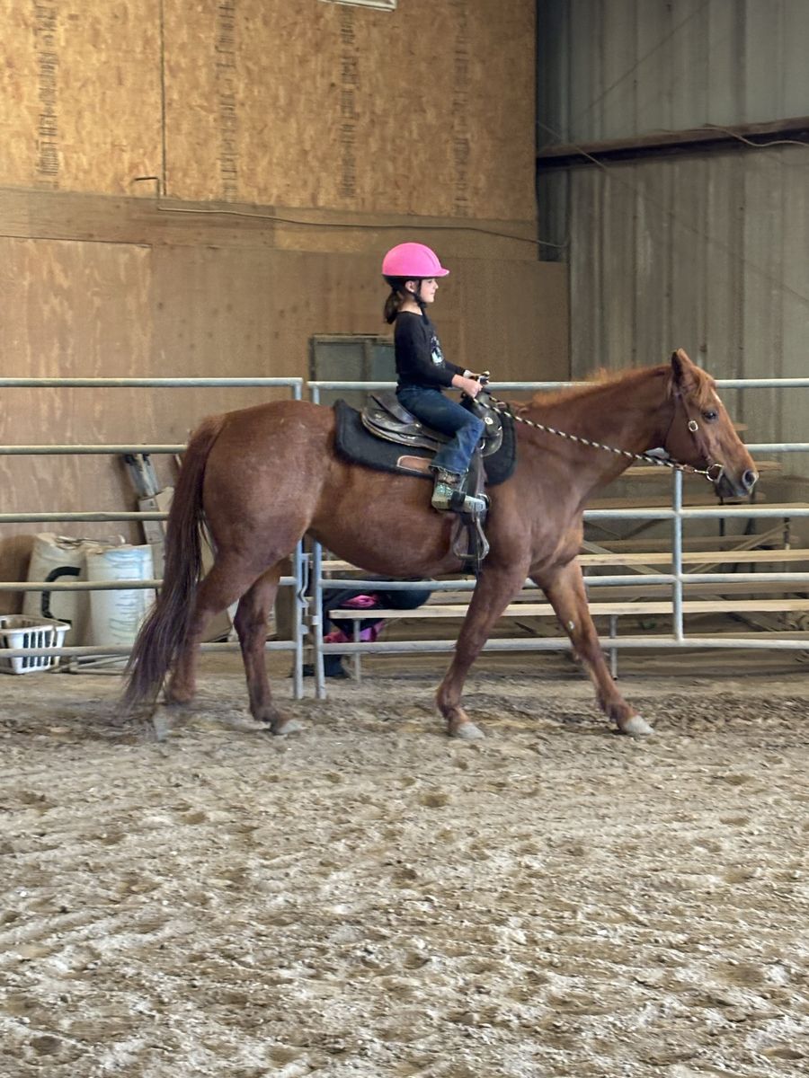Bombproof AQHA mare!