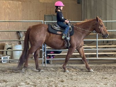 Bombproof AQHA mare!