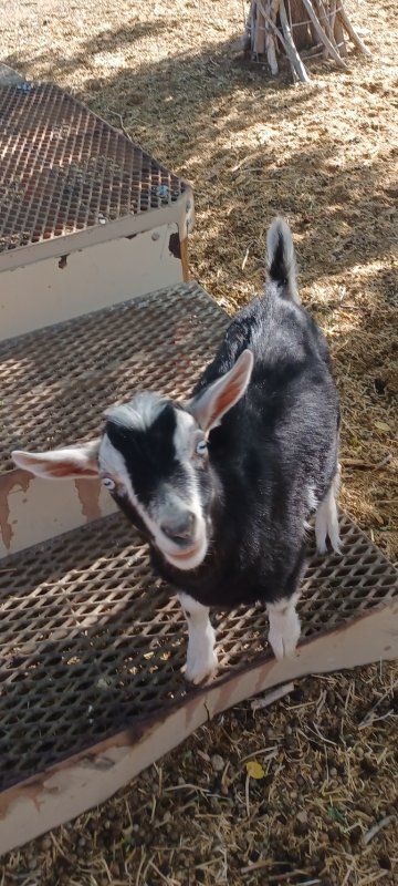 ADGA registerable Nigerian Dwarf Buckling