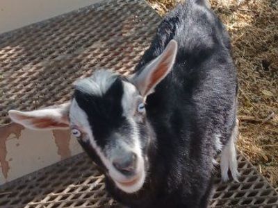 ADGA registerable Nigerian Dwarf Buckling