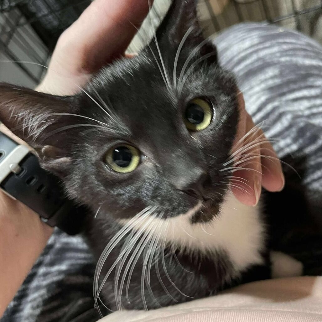 Domestic Medium Hair