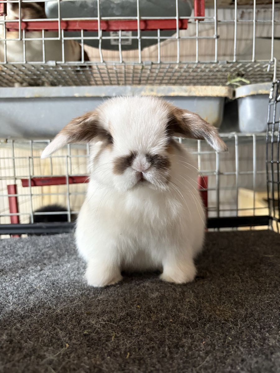 Holland Lop Buck