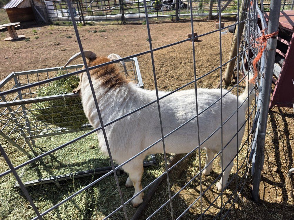 Boer Goat, White with Brown Head and Horns
