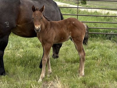 2026 AQHA Roan Foals